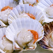 Scallops